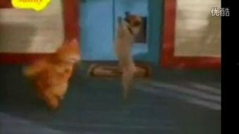 爆料踩踏动物视频,揭秘网络传播的踩踏动物视频事件 第2张 爆料踩踏动物视频,揭秘网络传播的踩踏动物视频事件 第2张